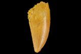 Serrated, Raptor Tooth - Real Dinosaur Tooth #176224-1